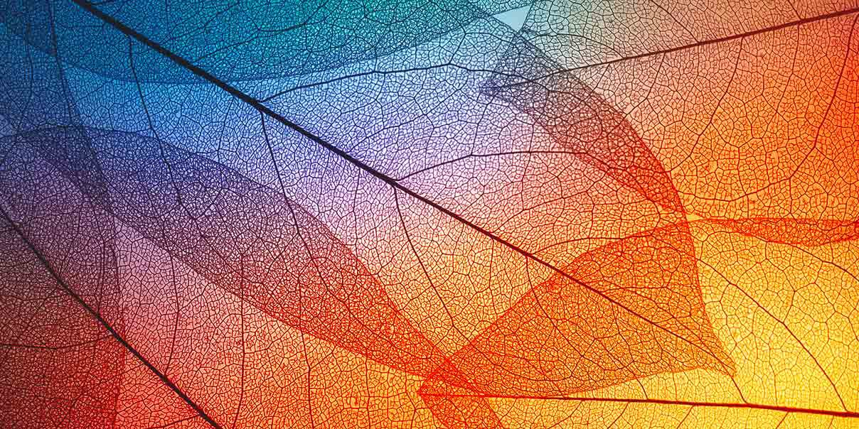 picture of leaves with gradient color combination