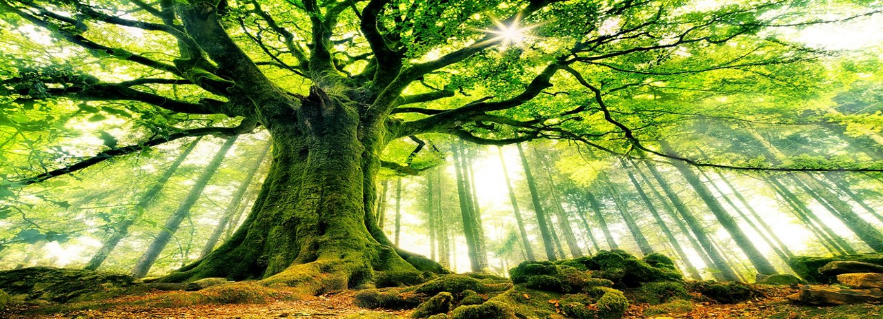 A huge old tree