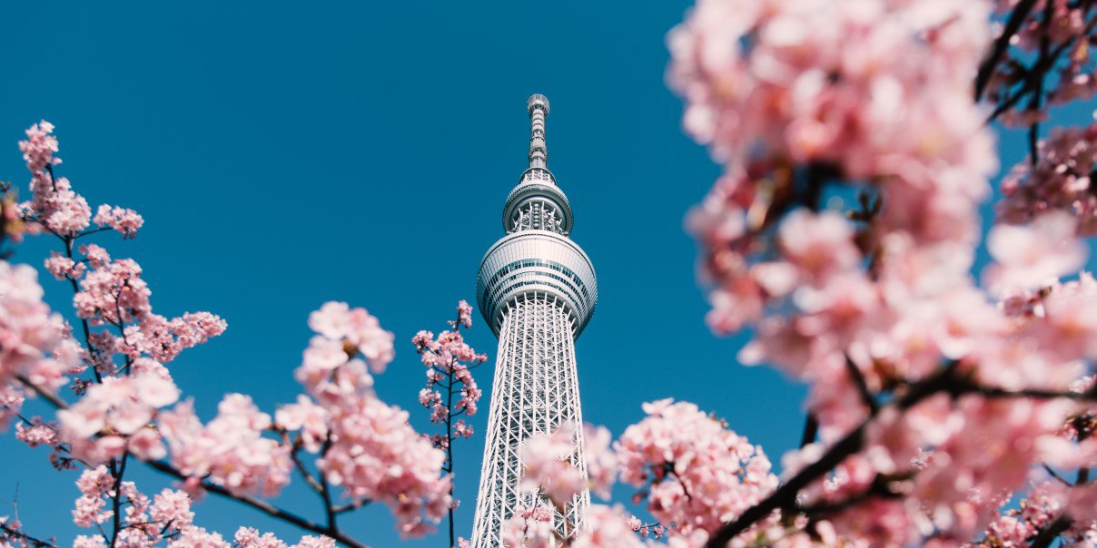 blossom japan