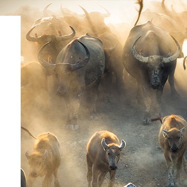 Bulls in dust