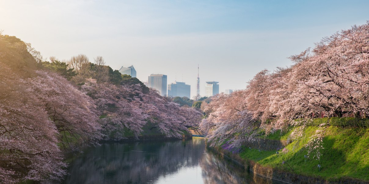 Cherry blossom plants besides river