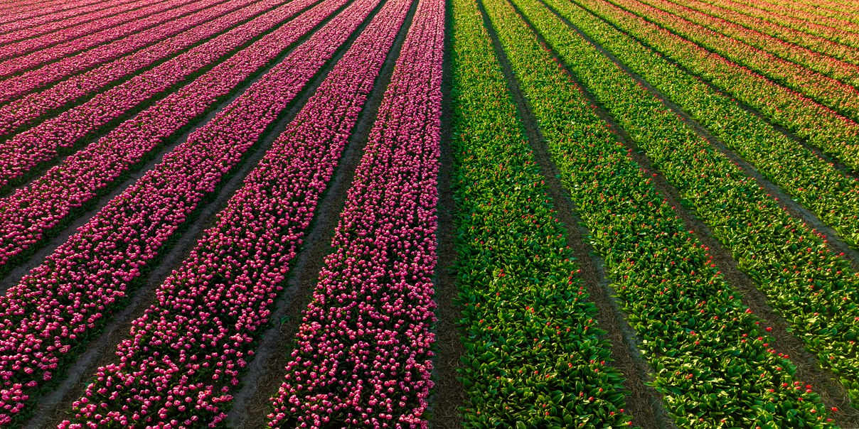 Colorful crops