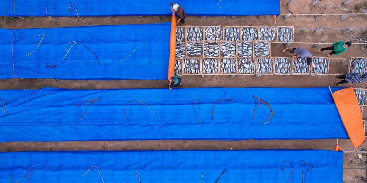 Aerial view of workers arranging fish in wooden crates on the ground, partially covered by large blue and orange tarpaulins