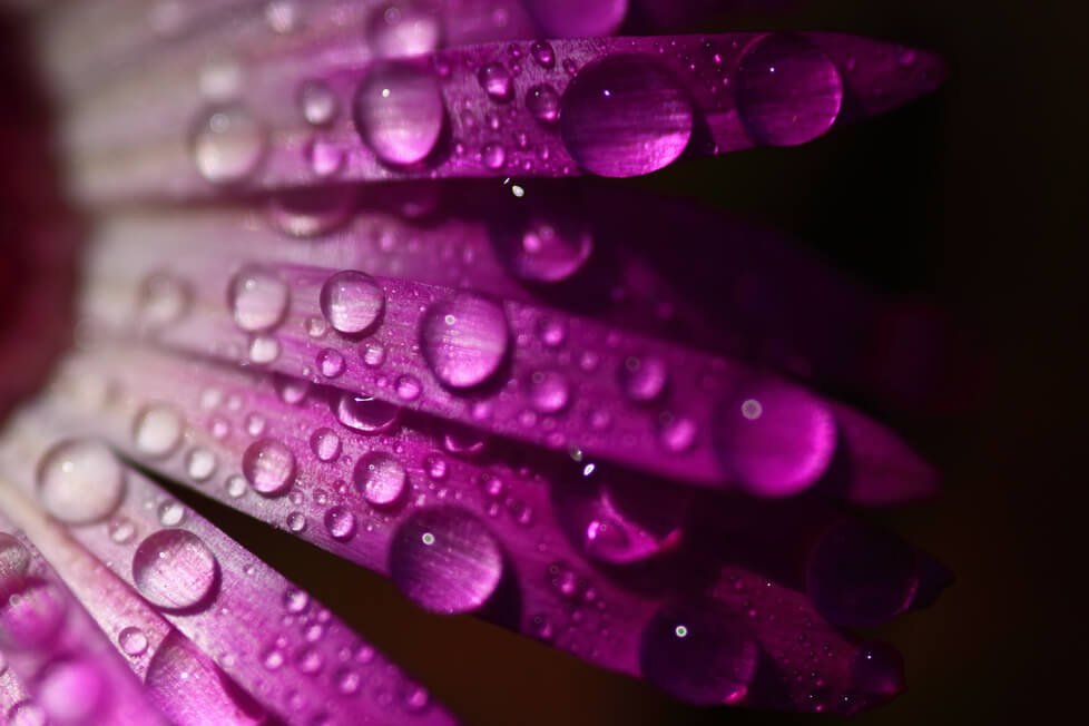 flower petals with water droplets