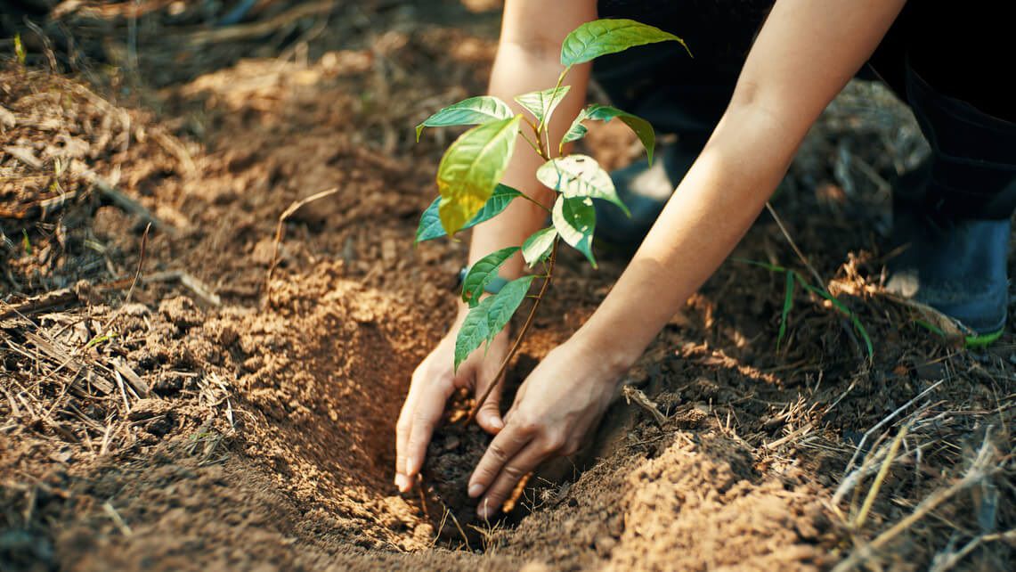 Person planting a plant in soil