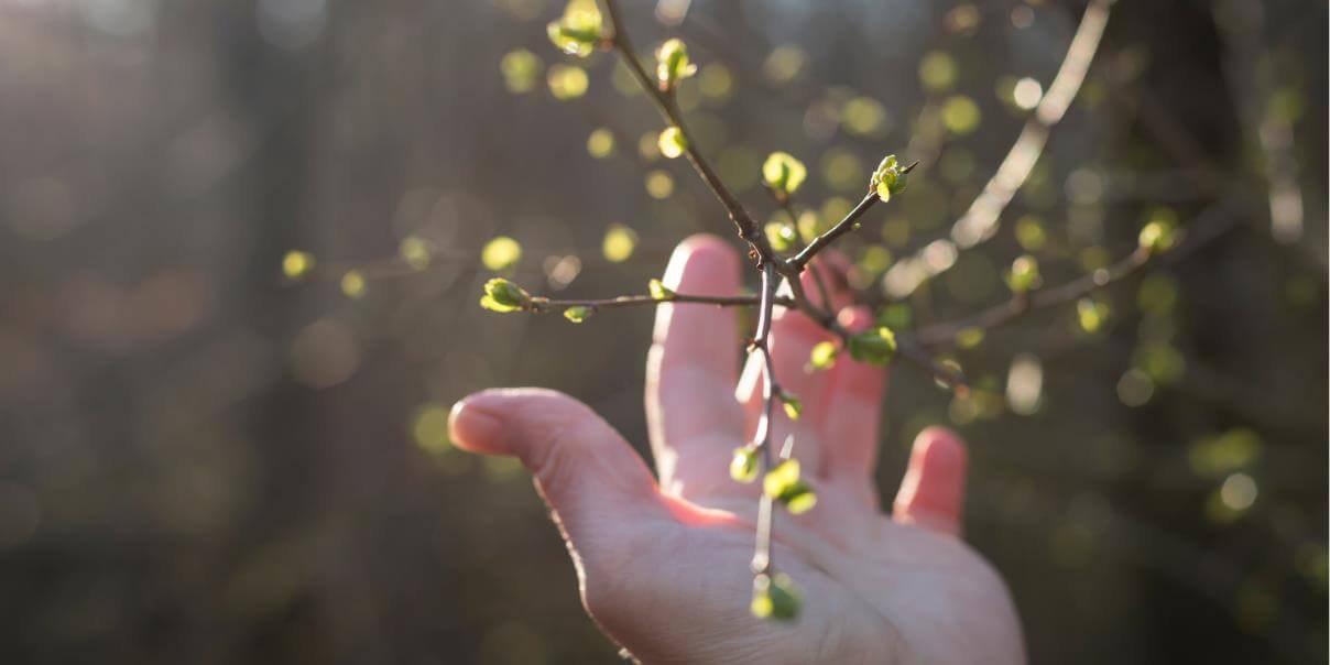 A hand gently touching the branches of a plant with small budding leaves, captured in soft, natural light.