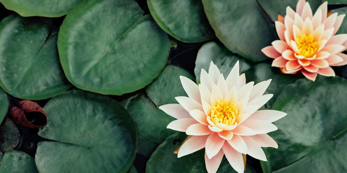Green Lilypad leaves with pink or peach coloured flowers