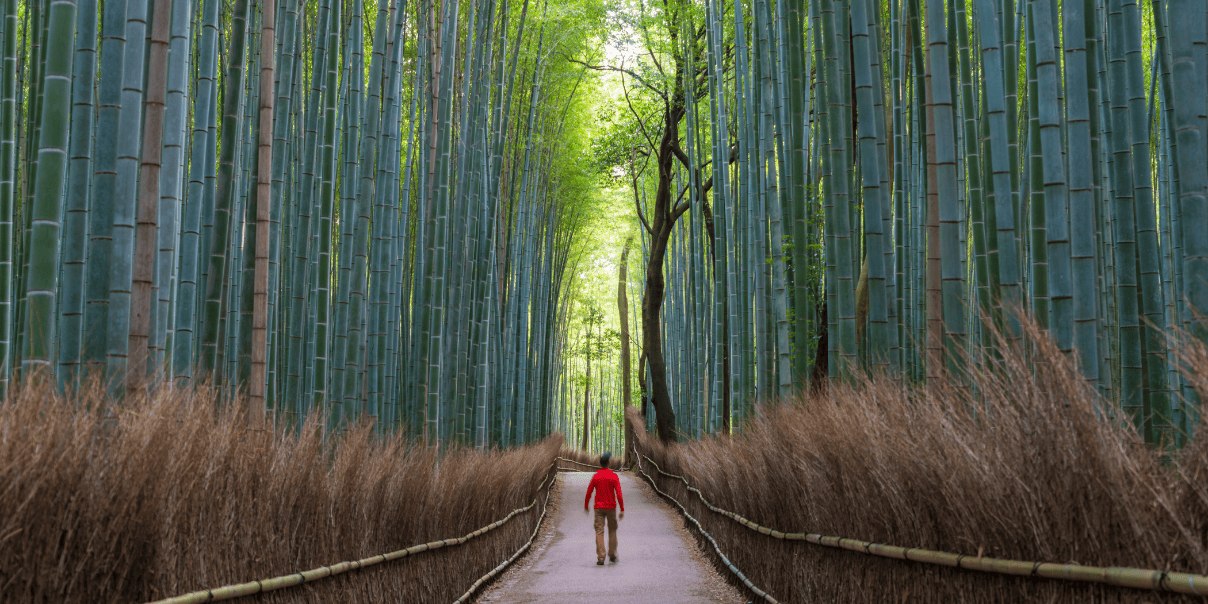A person wearing a red jacket walks along a path surrounded by tall, dense bamboo stalks in a lush green forest.
