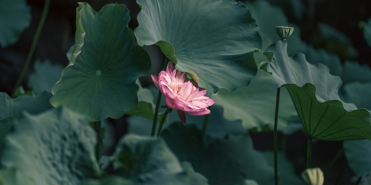 Pink lotus flower in bloom surrounded by large green leaves.