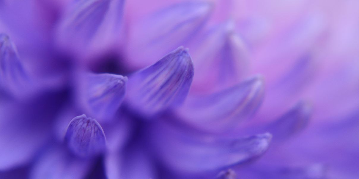 Close-up of purple flower petals, with a soft and blurred background