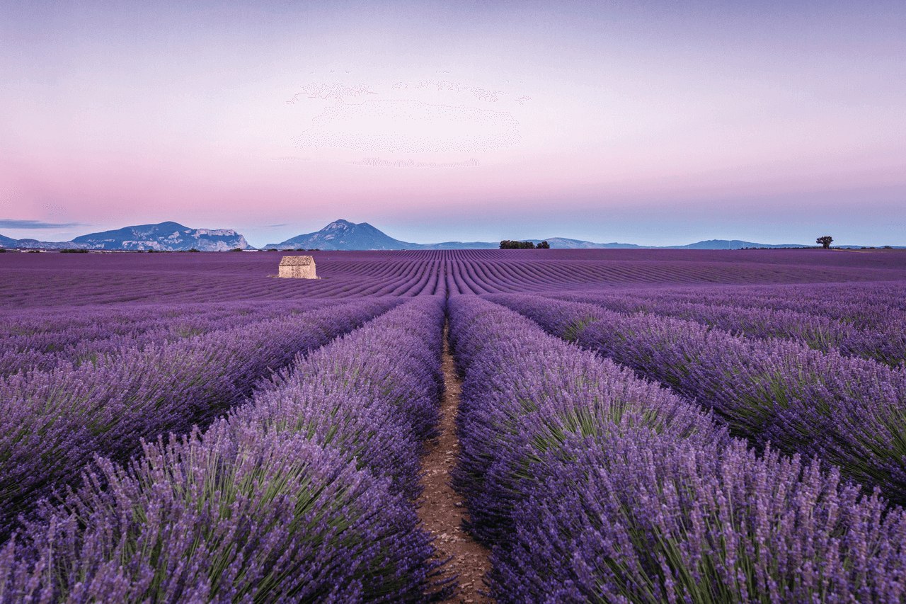 purple-forest