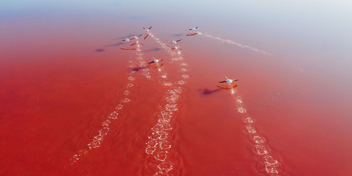 Several flamingos running across a red water surface while taking off