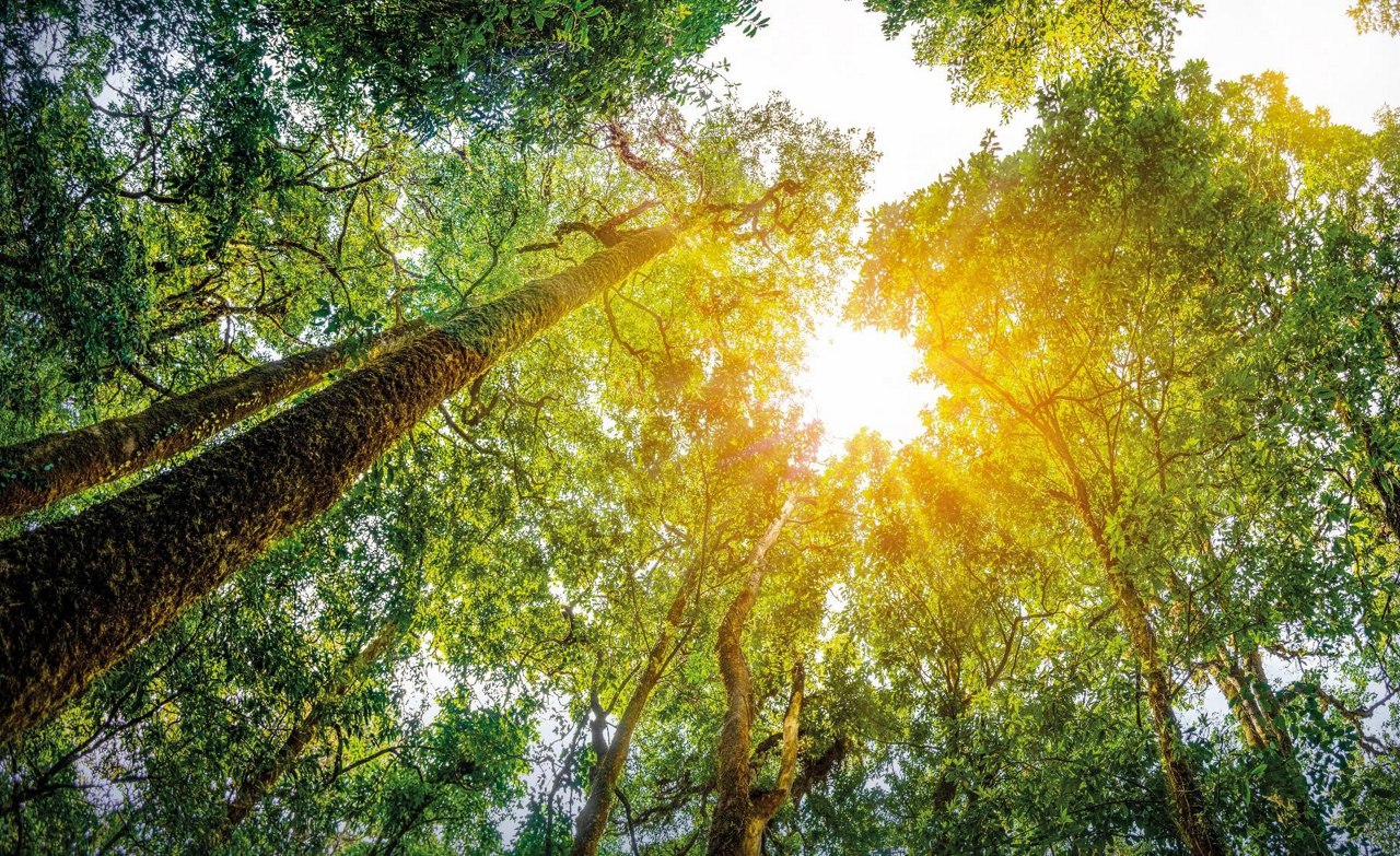 sun above in woods