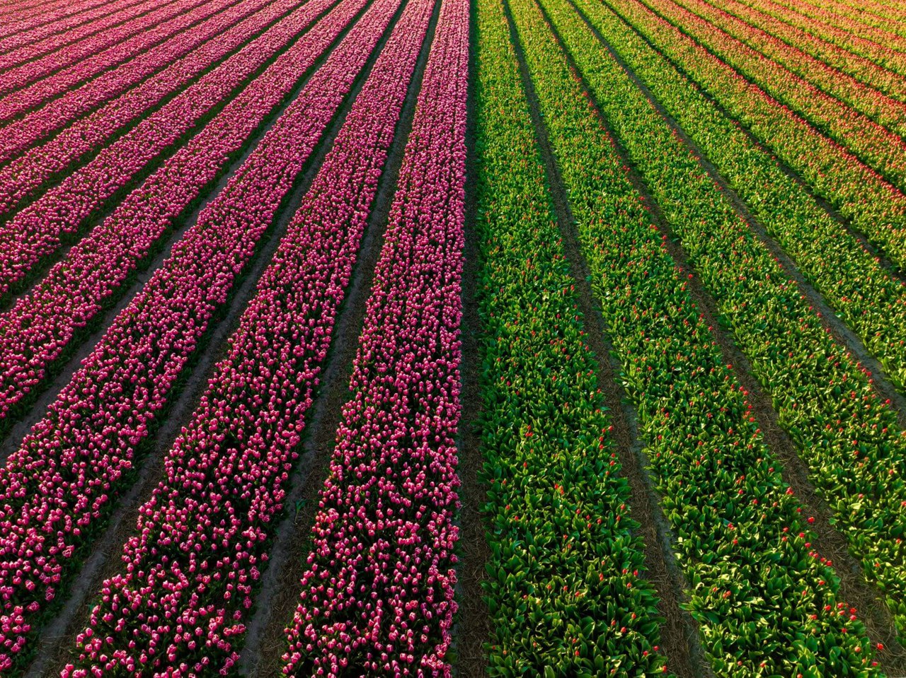 tulip garden